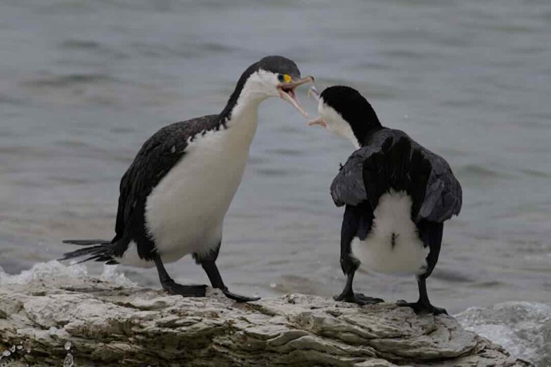 Maritimes Wild Life