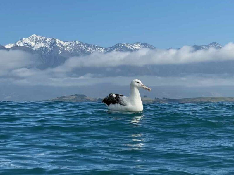 Albatrosse hautnah